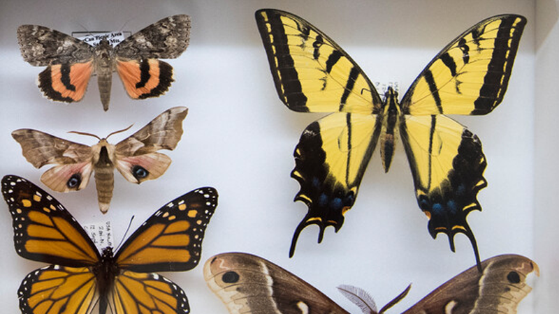 Southwest Museum of Biology